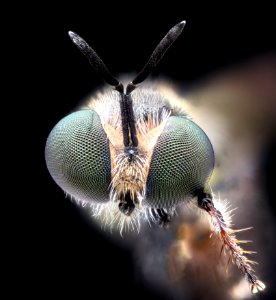 Small fly, face 2020-08-17-18.21.32 ZS PMax UDR photo