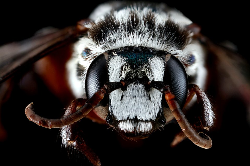 Mesoplia-azurea,-female,-face 2012-06-20-08.40.06-ZS-PMax