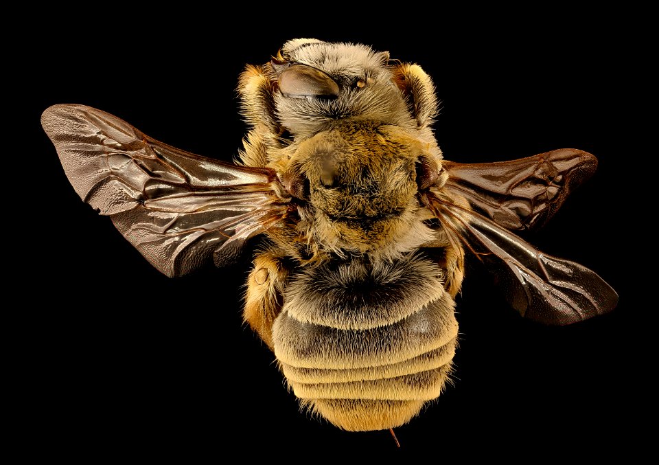 Diadasia australis, f, back, Jakcson Co., SD 2018-06-19-19.15.20 ZS PMax UDR