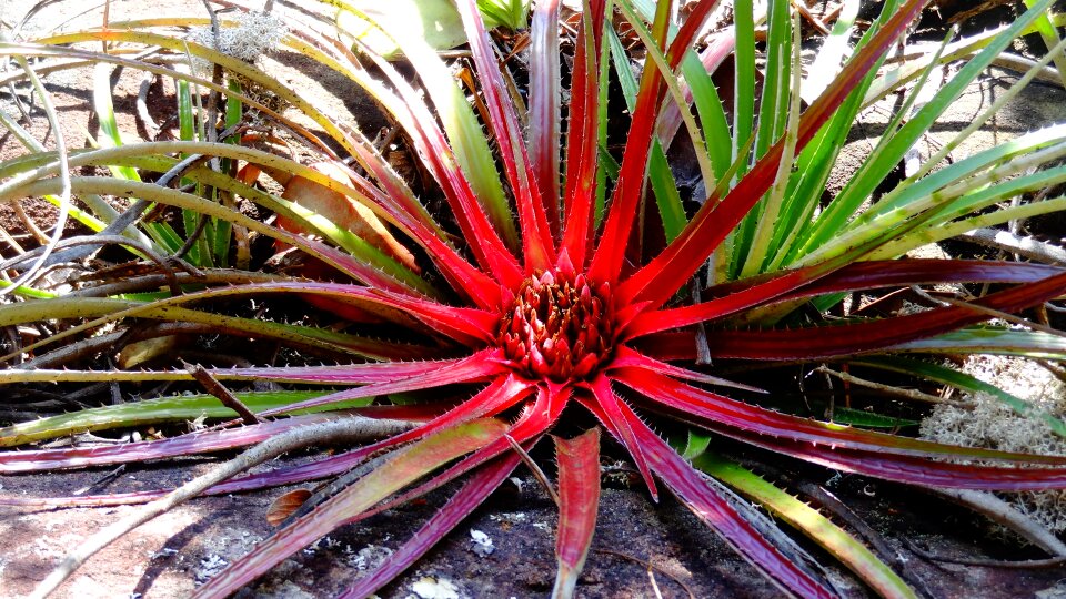 Bahia plant orchids bromeliad turns sun