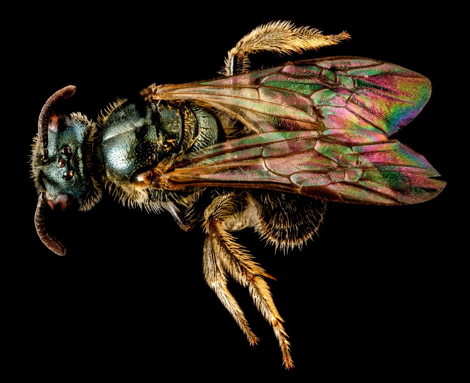 Lasioglossum taylorae, F, back1 2013-01-04-15.02.01 ZS PMax