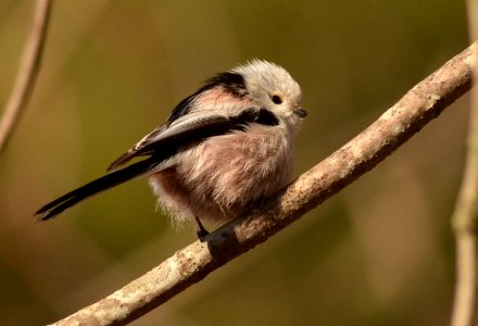 Aegithalos caudatus