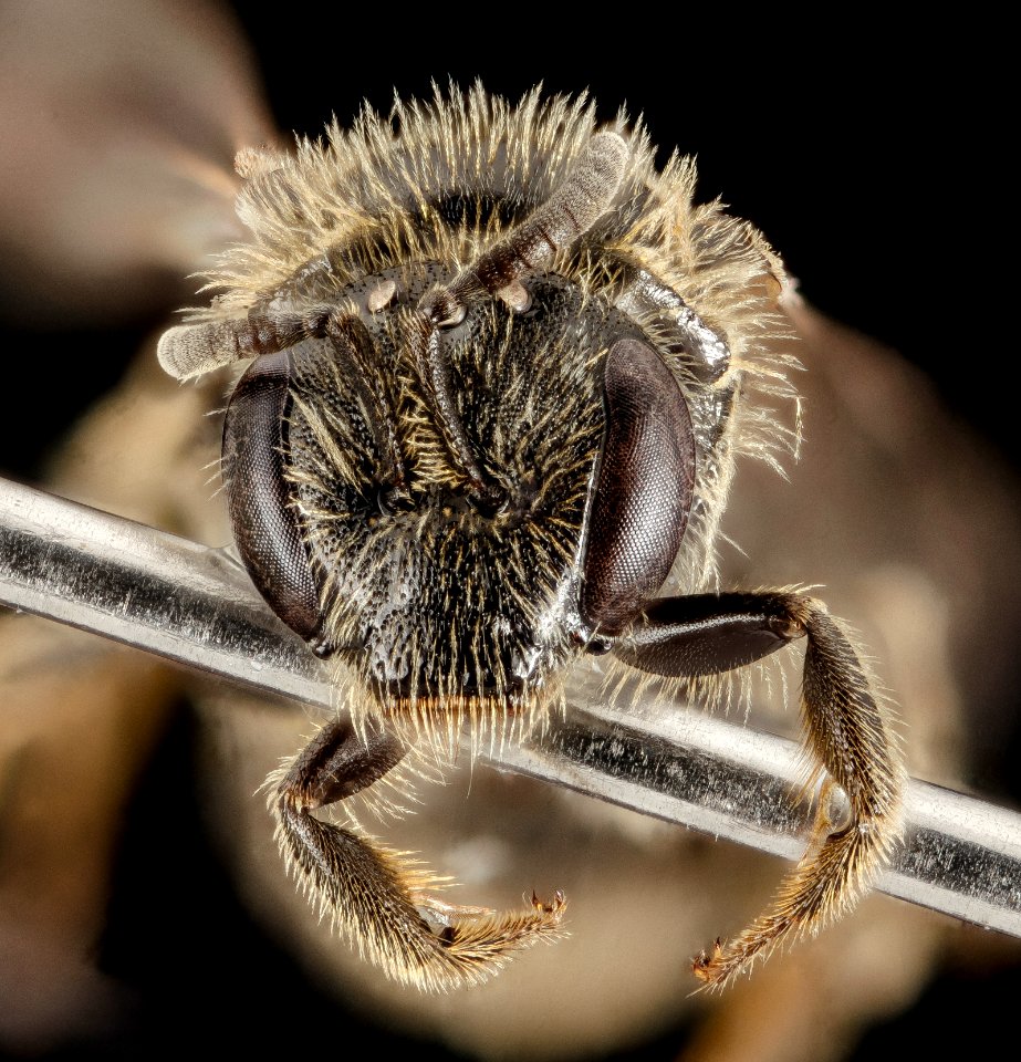 Lasioglossum sequoiae, F, Face, WA, San Juan County 2014-07-14-18.34