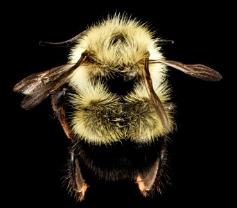 Bombus vagans, M, Back, NY, Franklin County 2014-07-01-16.58
