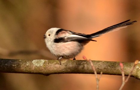 Aegithalos caudatus