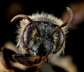 Andrena geranii, F, Face, MD, Calvert County 2013-06-17-16.14