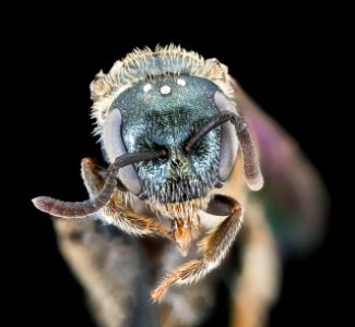 Lasioglossum fattigi, f, face, Alleghany Co. VA 2020-02-17-17.17.54 ZS PMax UDR