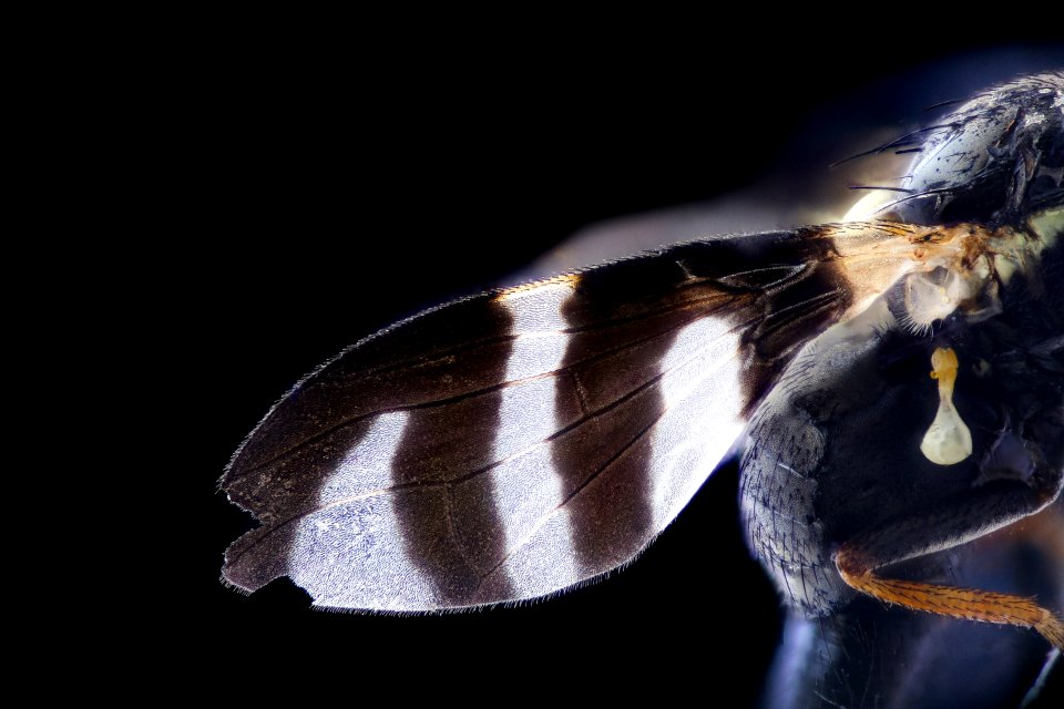 fly black white winged2, side, maglev 2020-09-16-14.50.00 ZS PMax UDR