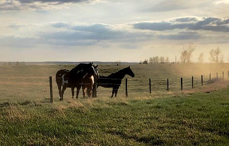 Horses in the Dust