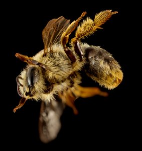 Melitta haemorrhoidalis, f, england, side 2014-11-02-01.34.36 ZS PMax