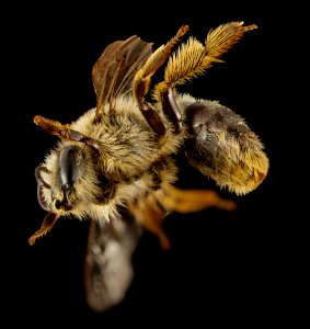 Melitta haemorrhoidalis, f, england, side 2014-11-02-01.34.36 ZS PMax photo