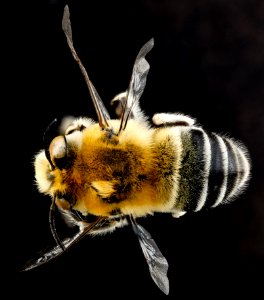 Anthophora affabilis, M, back, Pennington County, South Dakota 2012-11-15-16.15.35 ZS PMax photo