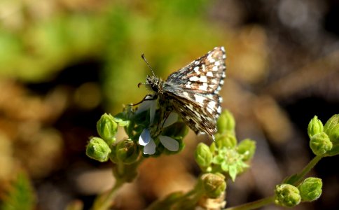 Laguna Mountains skipper on Cleveland's horkelia photo