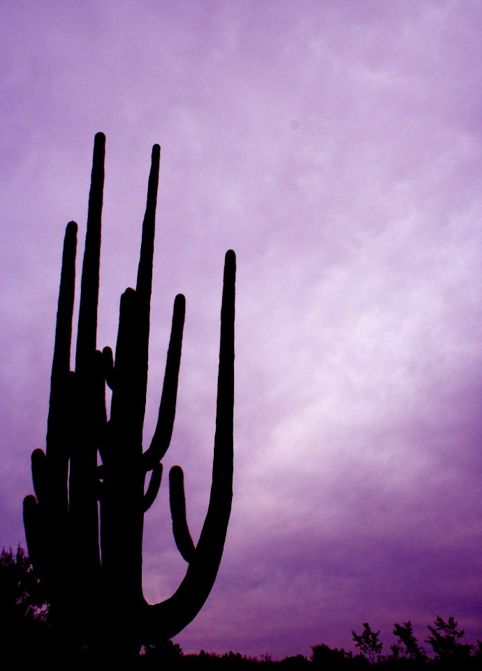 Purple Cactus Skies
