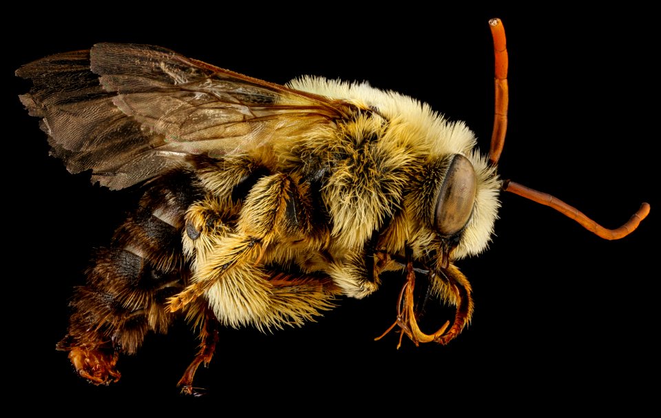 Melissodes dentiventris, M, side, Maryland, Anne Arundel County 2013-04-09-14.25.56 ZS PMax