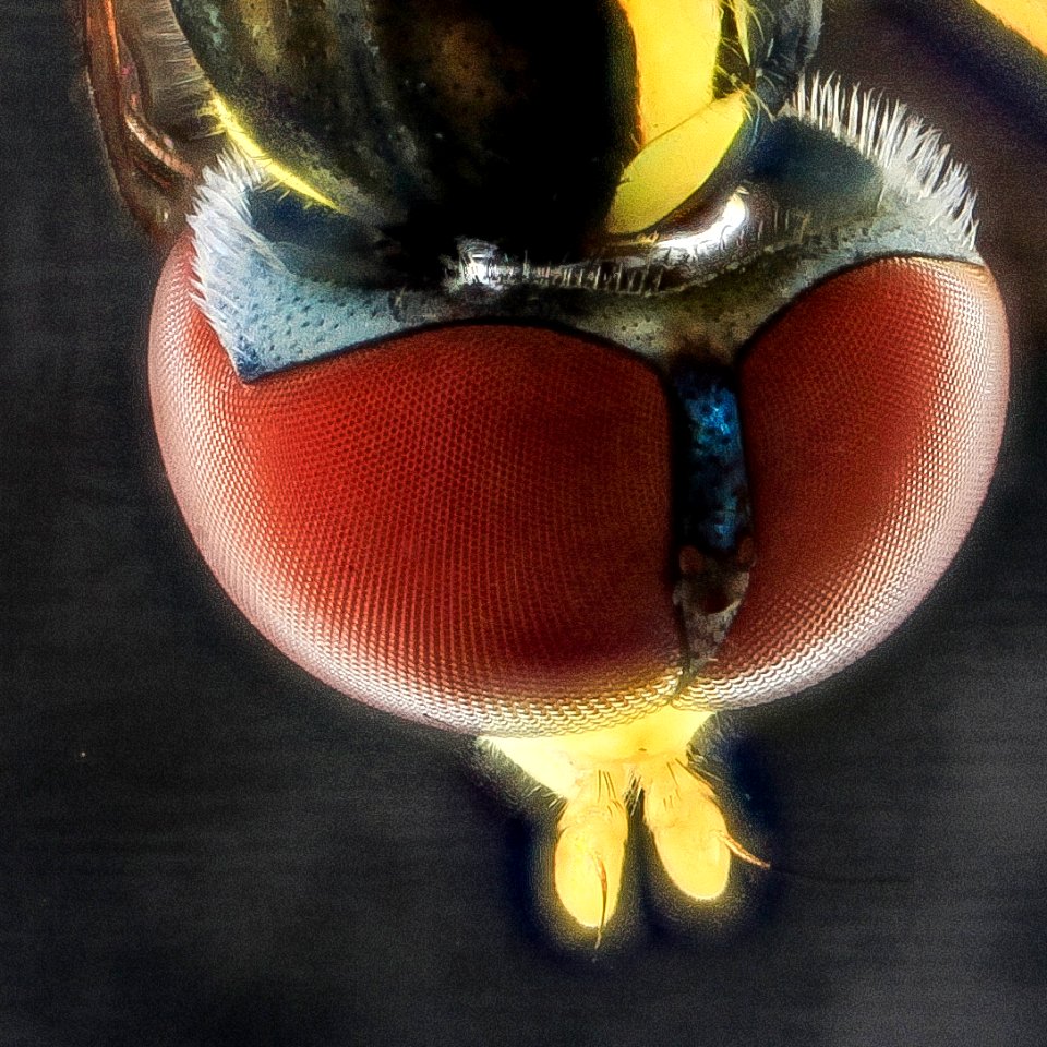 fly in plastic 3x detail