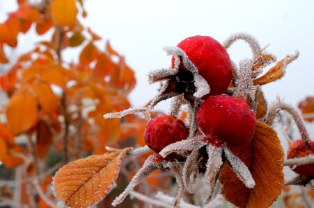 Freeze december season