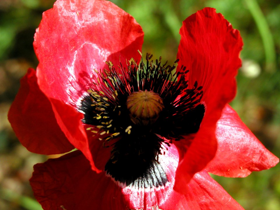 Flowers from Strawberry (Red Poppy)