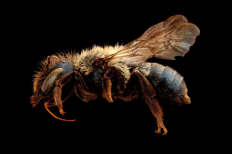 Osmia inurbana, f, left, Oneida Co. ID 2017-08-07-18.37