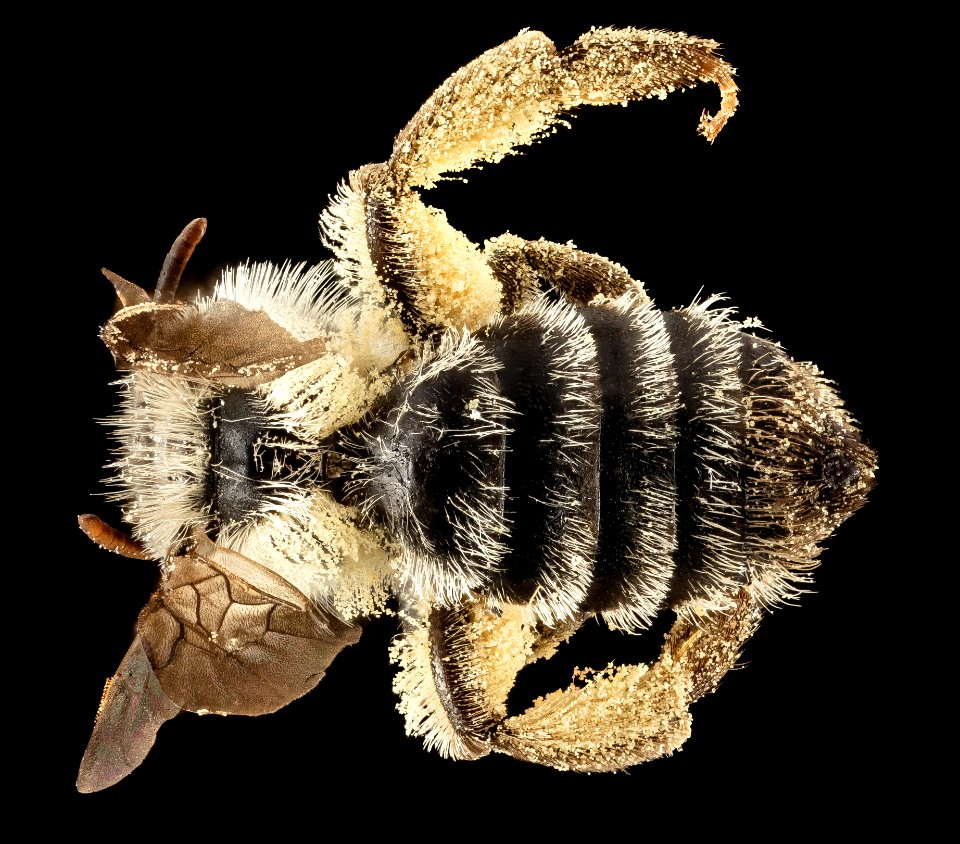 Andrena specularia, F, Back, ND, Stutsman county 2014-10-31-15.29