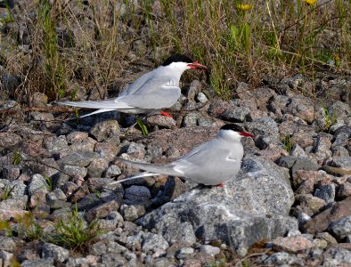 Sterna paradisaea photo