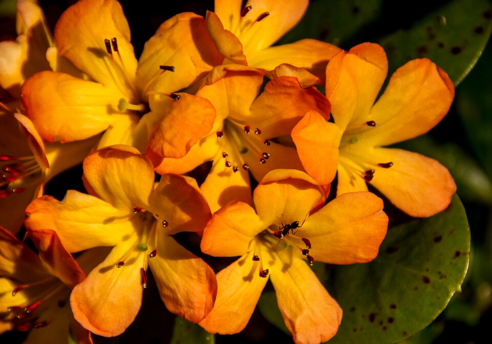 Bloom orange yellow