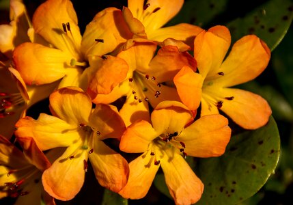 Bloom orange yellow