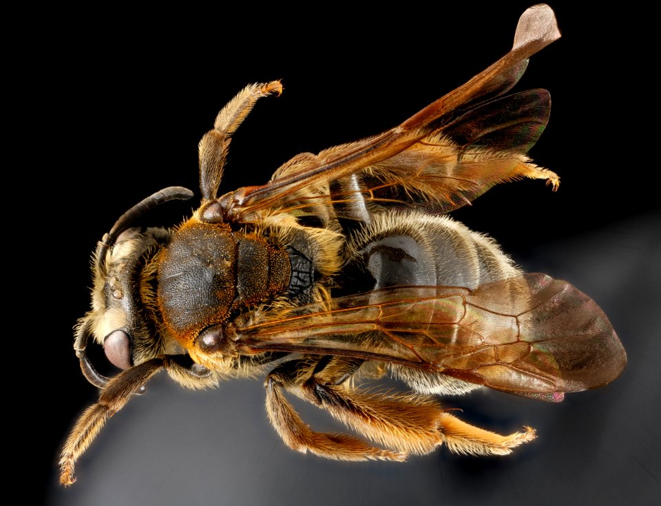 Andrena alleghaniensis, U, back 2013-01-04-13.57.17 ZS PMax