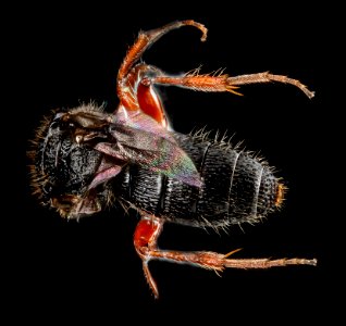 Wasp, U, back 2, Florida, Duval County 2013-03-15-15.15.11 ZS PMax