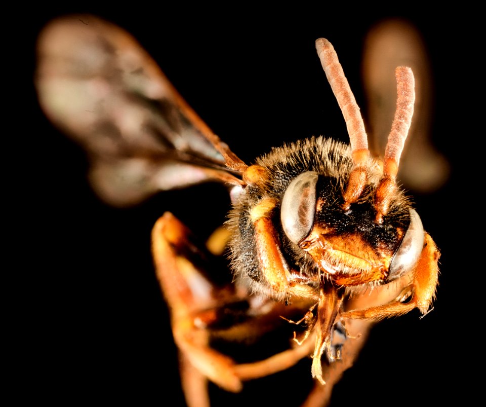 Mystery Nomada, f, nj, face 2015-05-04-07.03.54 ZS PMax