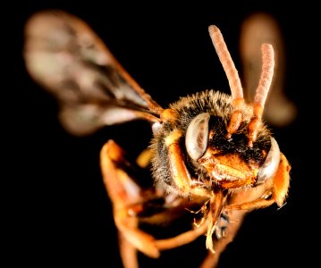 Mystery Nomada, f, nj, face 2015-05-04-07.03.54 ZS PMax