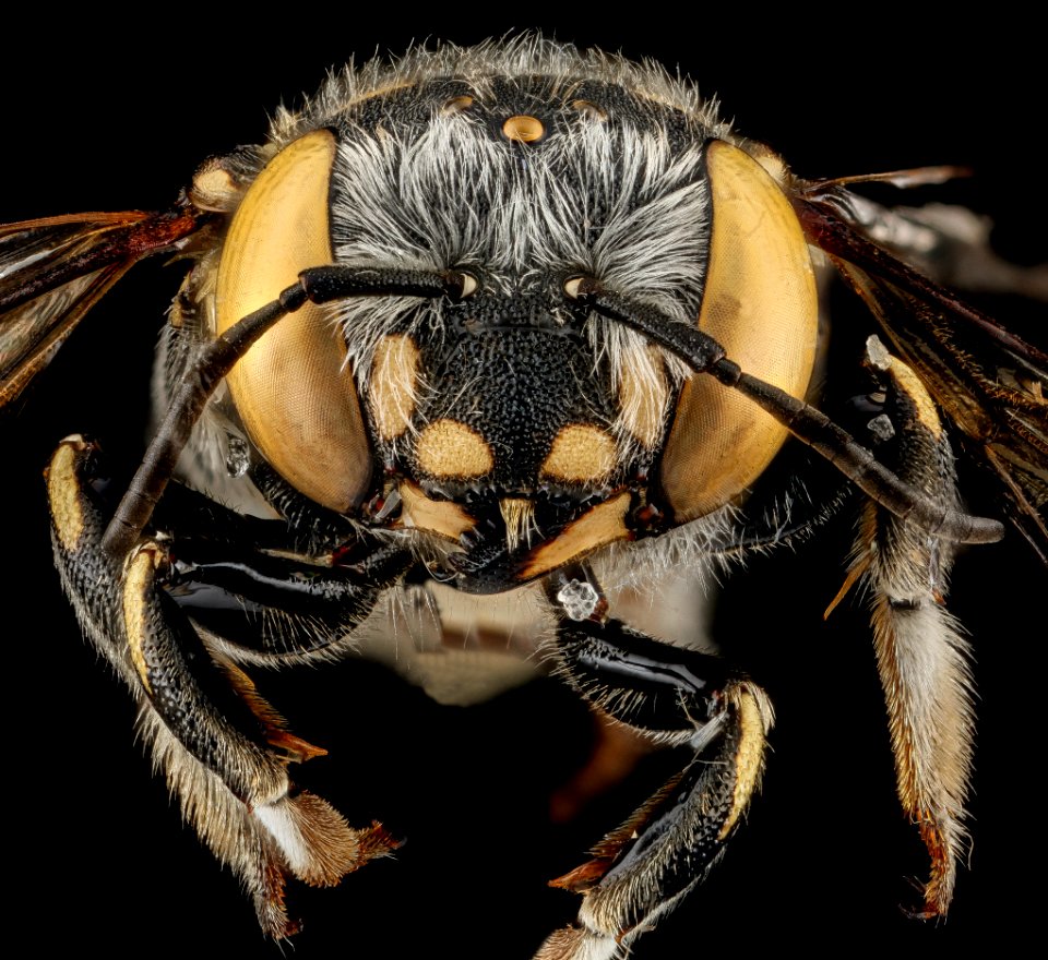 Anthidium maculifrons, F, face, Florida, St. Johns County 2013-01-24-14.13.16 ZS PMax
