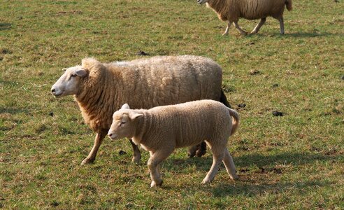 Wool spring young animal