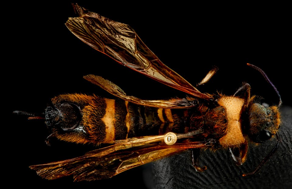 Eriotremex formosanus, F, back, Haywood County, Tennessee 2013-02-05-14.13.07 ZS PMax