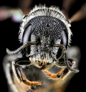 Heriades carinatus, F, Face, VA, Wolftrap 2013-06-26-17.07.26 ZS PMax