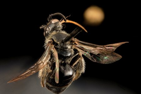 Dufourea monardae, F, Back, WI, Eau Claire County 2014-03-06-11.53.37 ZS PMax