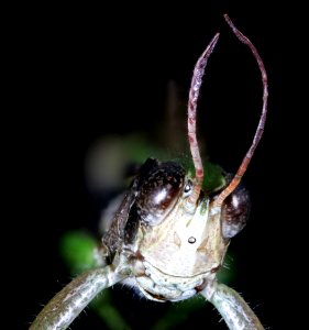 Slant faced grasshopper, front 2020-08-27-15.10.15 ZS PMax UDR photo