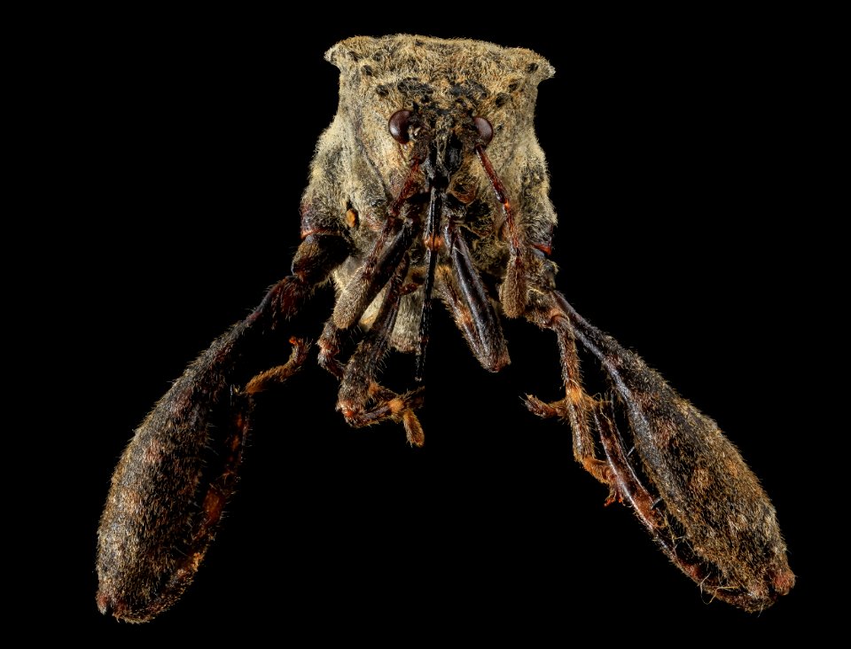 Plant Bug, U, Face, MD, PG County 2013-07-31-19.21.27 ZS PMax