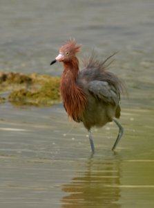 Egretta rufescens photo