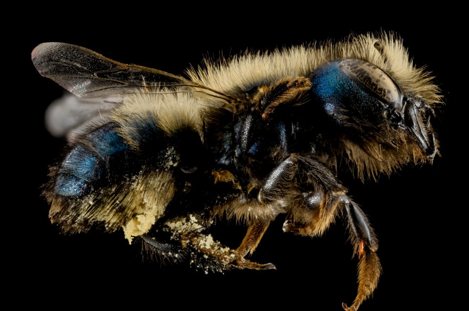 Osmia lignaria, F, Side, Washington, DC 2013-11-13-09.29.58 ZS PMax
