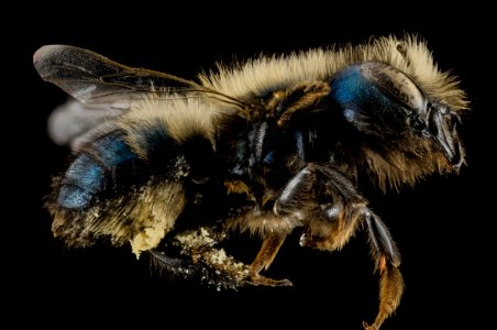 Osmia lignaria, F, Side, Washington, DC 2013-11-13-09.29.58 ZS PMax