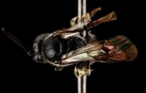 Hylaeus verticalis, M, Back, NY, Vipers Boxcoss Roadside 2014-07-29-15.47