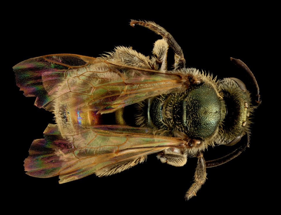 Lasioglossum prasinogaster, F, Back, WY, Lincoln County 2014-04-25-14.40.33 ZS PMax