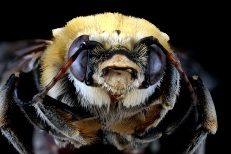 Cemolobus ipomoeae, male, face clean