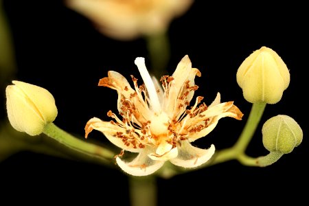 Tilia americana, American Basswood, GFG, Howard County, Md, Helen Lowe Metzman 2018-06-20-23.33.03 ZS PMax UDR