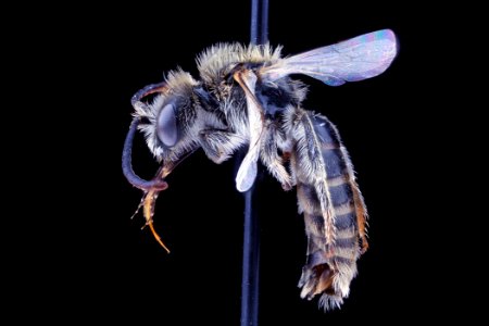 Dufourea marginata, male, side clean
