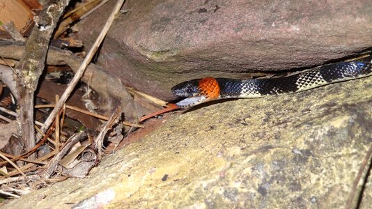 Coral snake oriental
