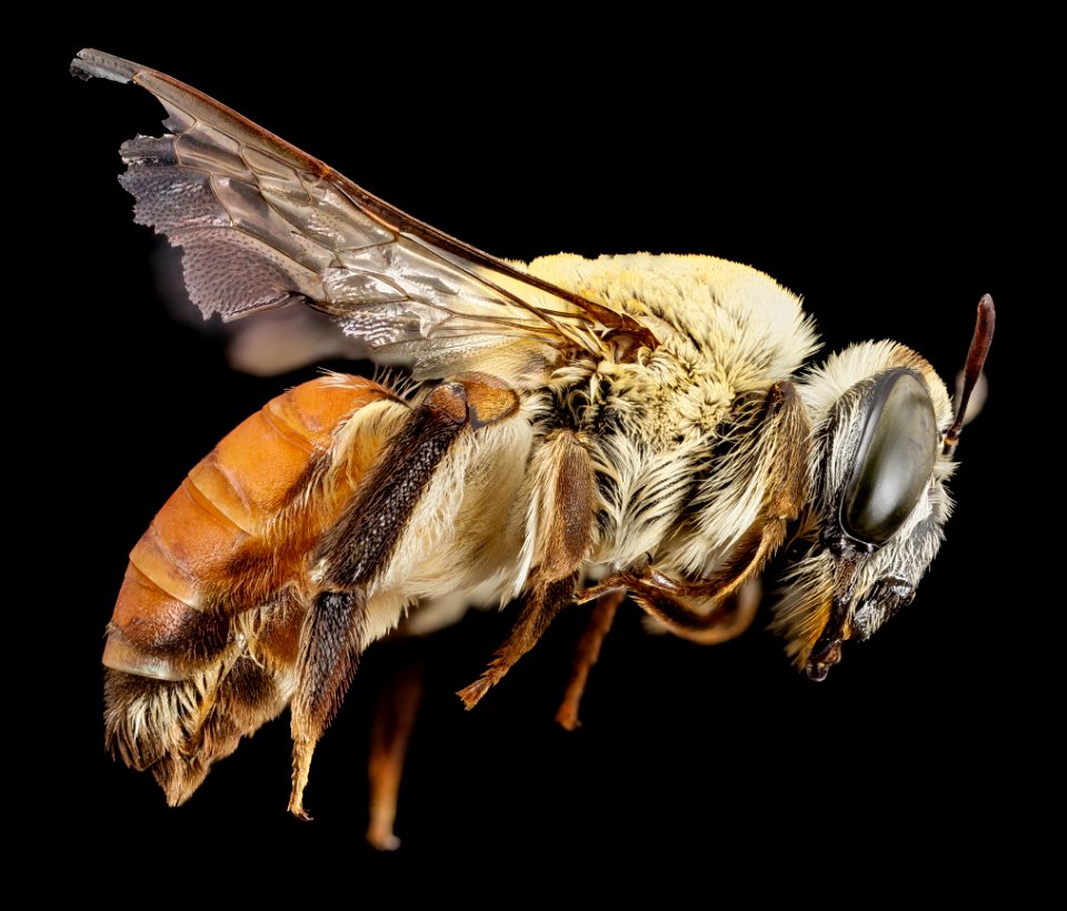 Notoxaea ferruginae,f, side, Paraquay 2014-07-26-12.23.47 ZS PMax