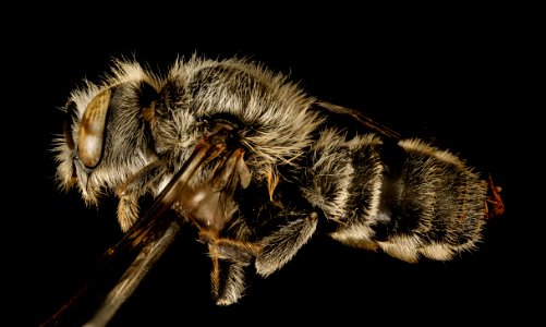 Hoplitis anthocopoides, f, side, Washington Co. Maryland 2016-03-29-17.03