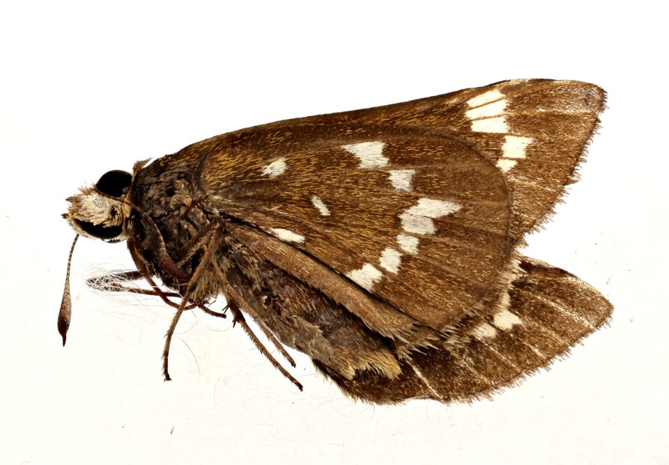 Atrytonopsis quinteri, crystal skipper, nc, side 2019-08-09-18.51.53 ZS PMax UDR